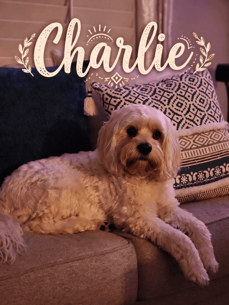 Charlie the Cavachon - Woof Wagon Pet Transport mascot