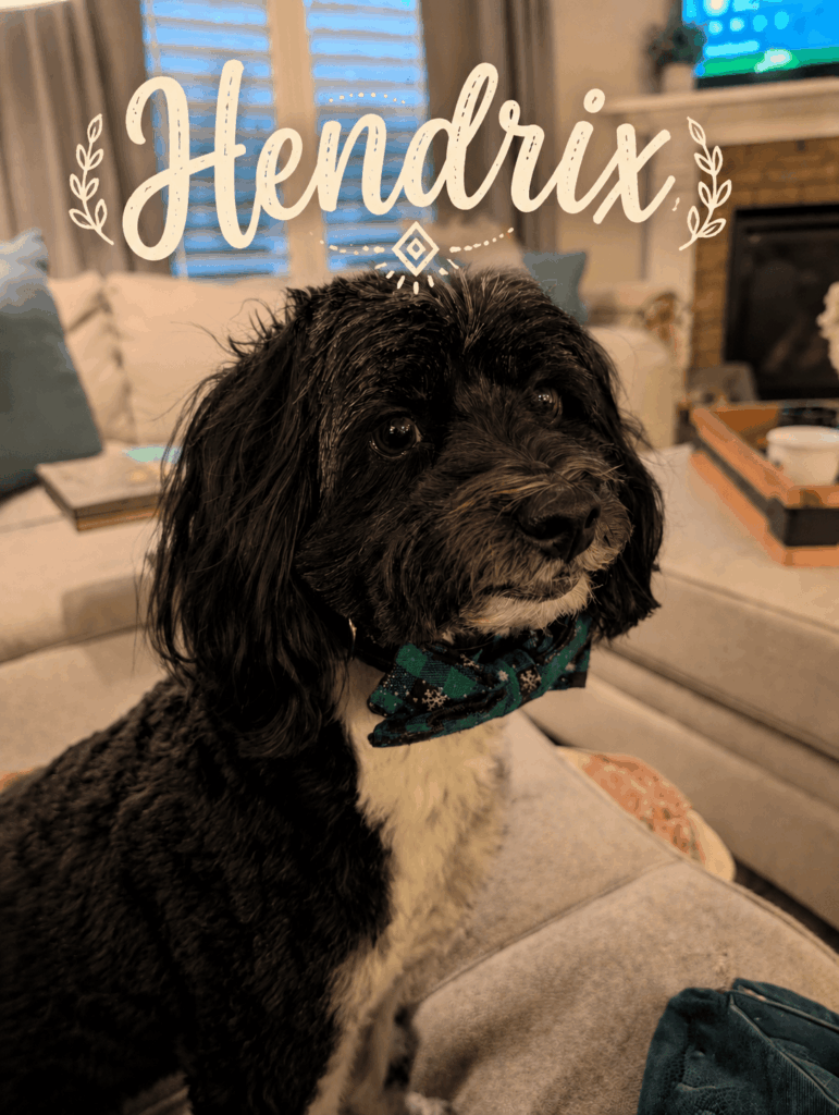 Hendrix the Maltipoo - Woof Wagon Pet Transport mascot