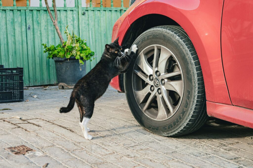 safe pet transportation in Mulberry GA