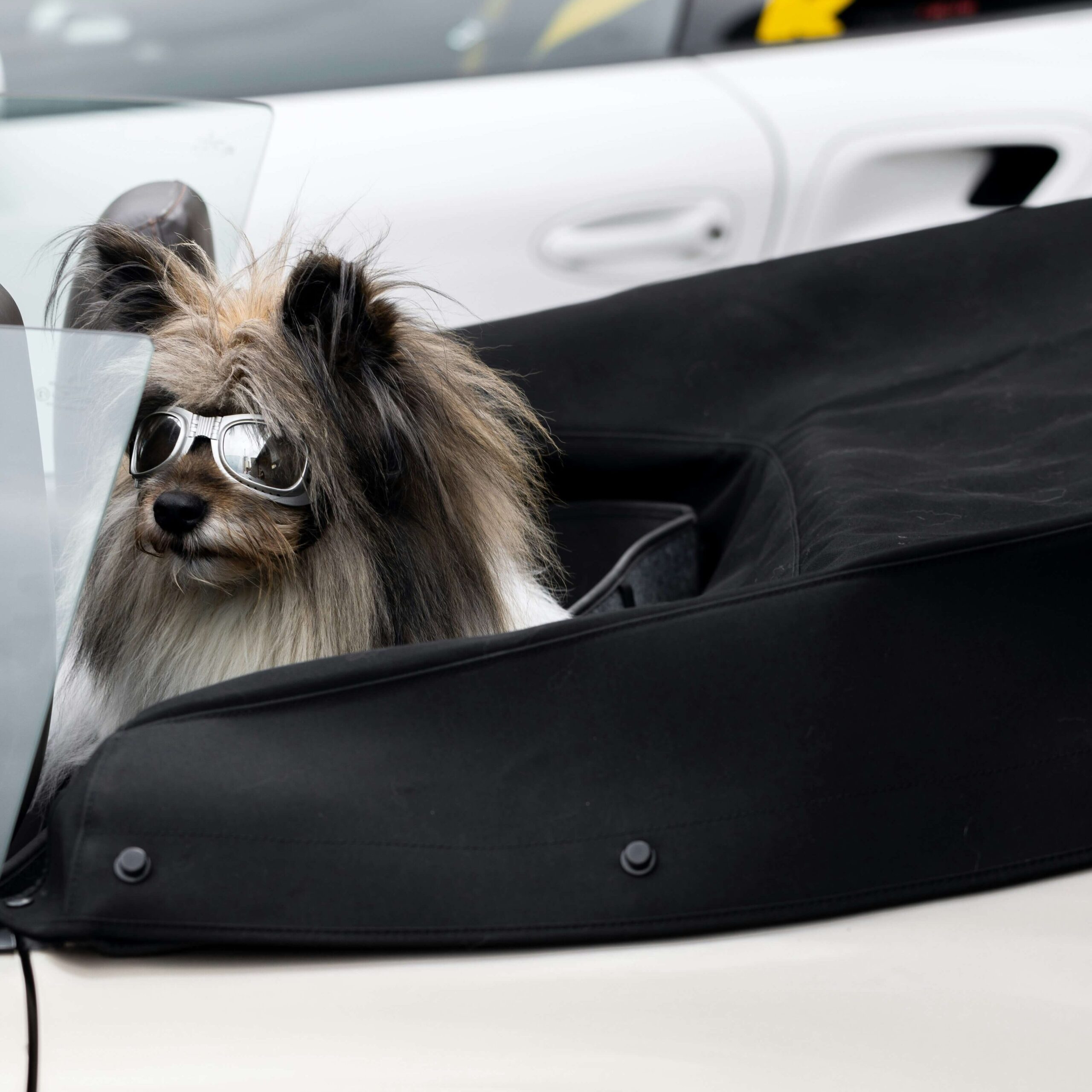 Dog in private car - Woof Wagon Pet Transport service